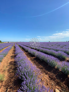 Greek Lavender Organic Essential Oil