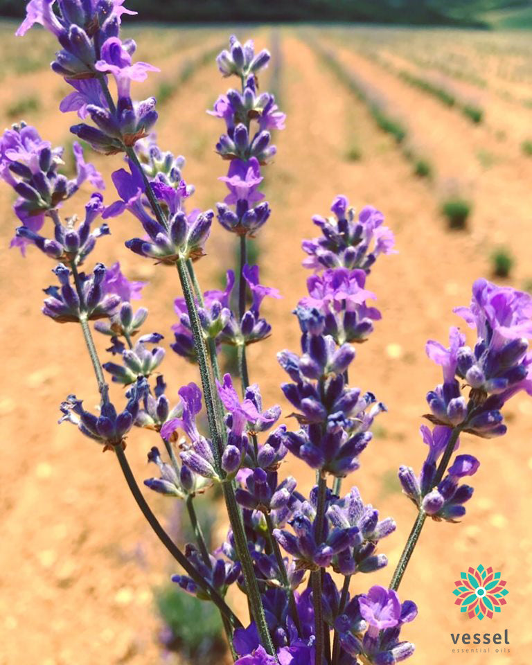 greek lavender plant Greek Lavender Organic Essential Oil