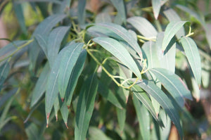 Eucalyptus Radiata Organic Essential Oil from Australia - CT 1,8-Cineol