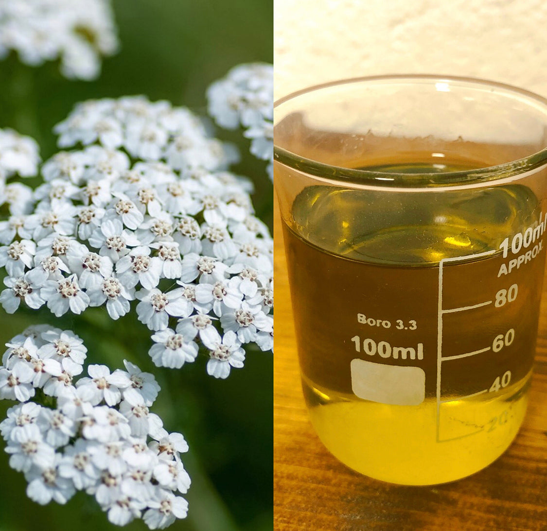 Yarrow Macerated Oil Vessel Essential Oils