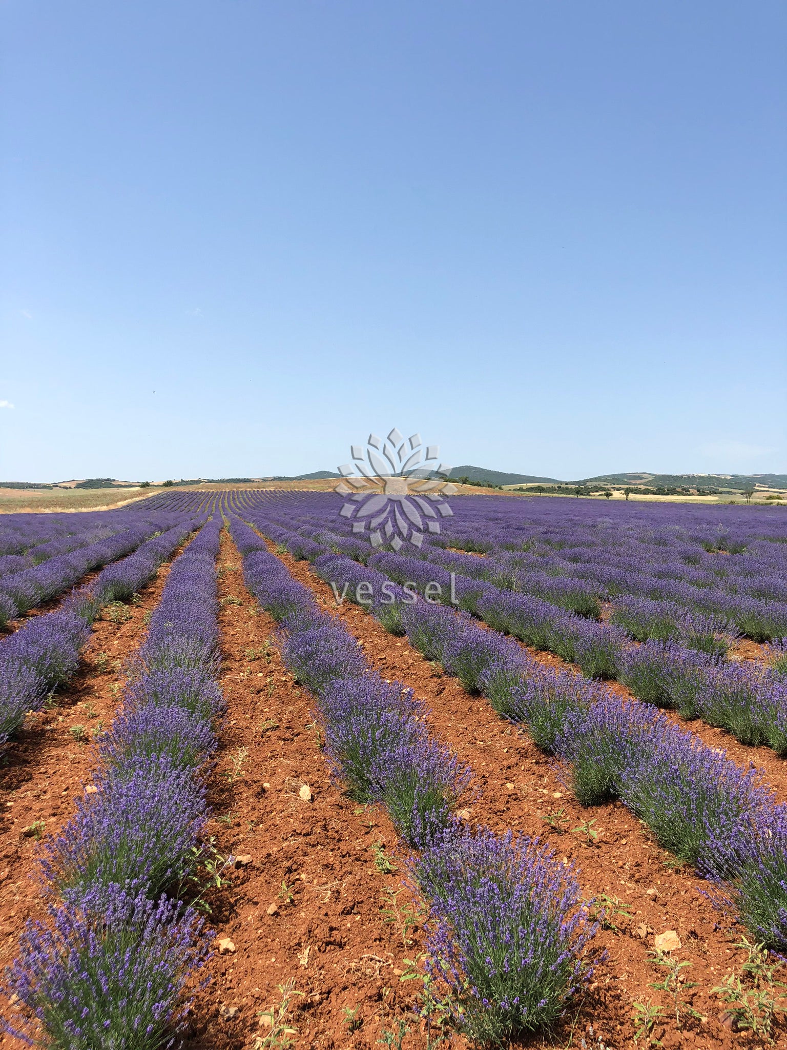 greek lavender plant Greek Lavender Organic Essential Oil – Vessel Essential Oils