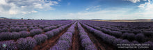 Lavender Organic Hydrolat