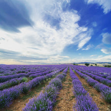 Lavender Macerated Oil