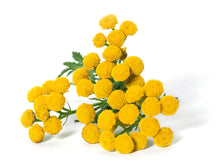 Blue Tansy Essential Oil from Morocco
