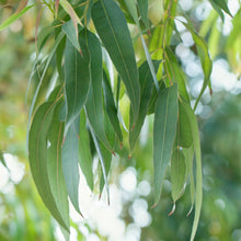 Βιολογικό Αιθέριο Έλαιο Αυστραλιανού Ευκάλυπτου (Eucalyptus globulus)
