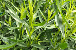 Tarragon Essential Oil from France